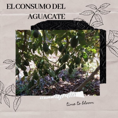 El consumo de aguacate en Europa alcanzará al de EE UU en ocho años