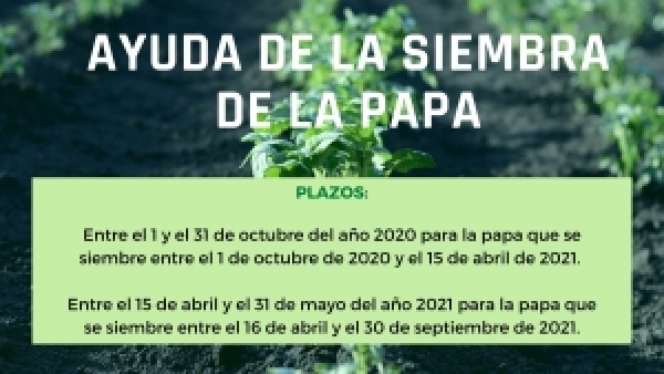 Ayuda a los productores de papa de mesa