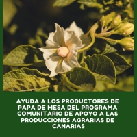 Ayuda a los productores de papa de mesa del Programa Comunitario de Apoyo a las Producciones Agrarias de Canarias